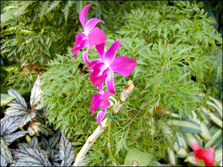 Flower