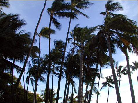 Some palm trees...